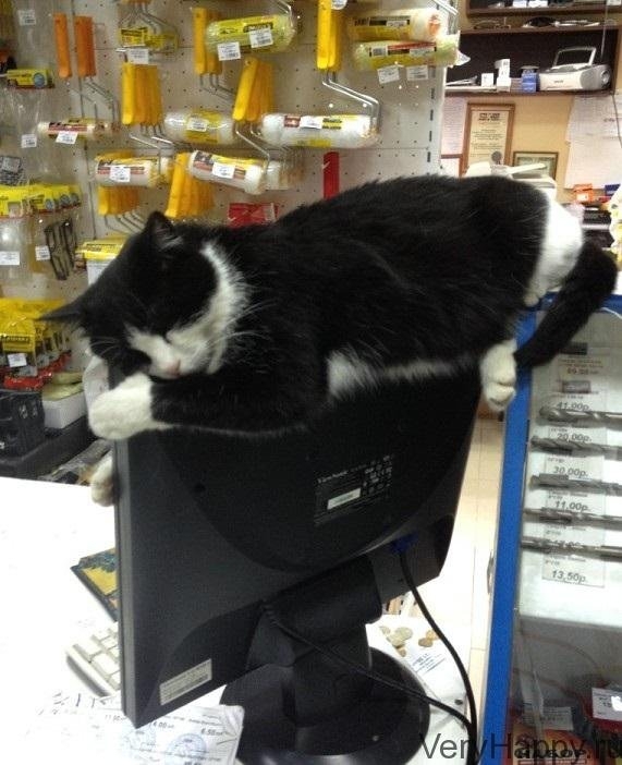 Места, которые невозможно представить без котов