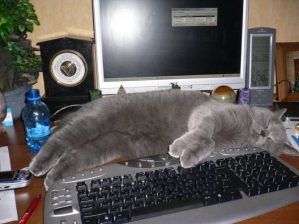 Места, которые невозможно представить без котов