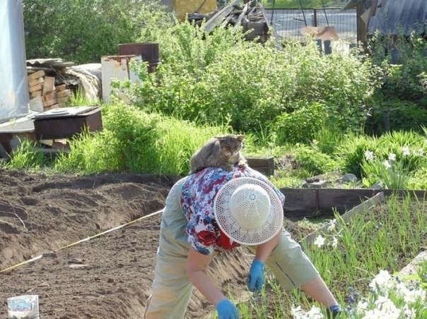 Места, которые невозможно представить без котов