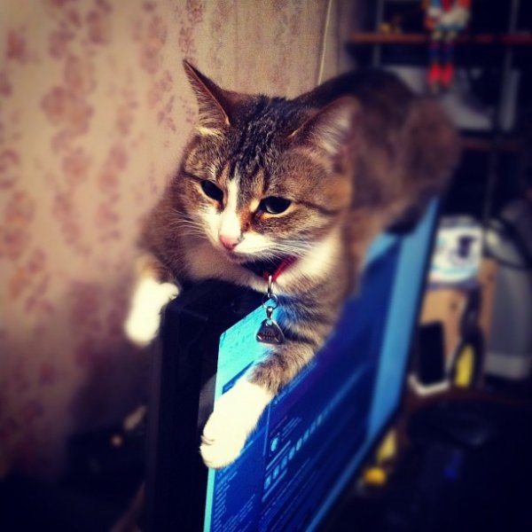 Места, которые невозможно представить без котов