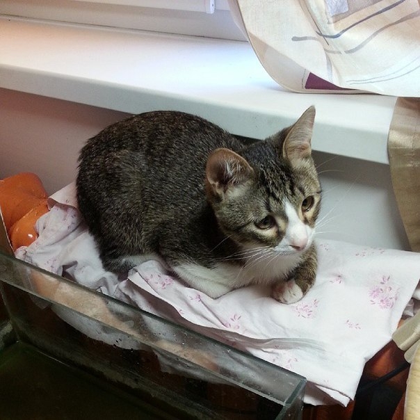 Места, которые невозможно представить без котов