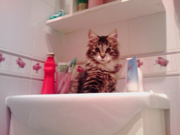 Места, которые невозможно представить без котов
