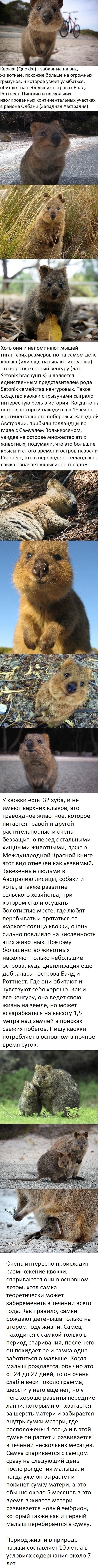 Улыбчивый зверек Квокка (Quokka)