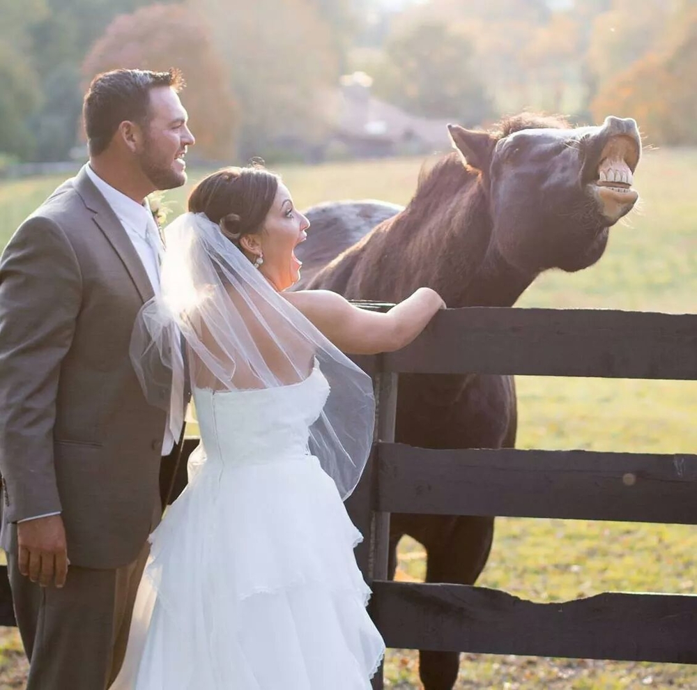 Лошадь удивила невесту