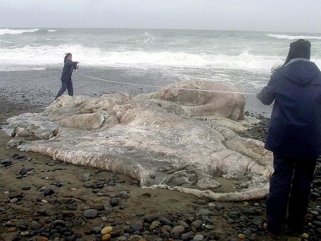 Самые невообразимые обитатели морских глубин