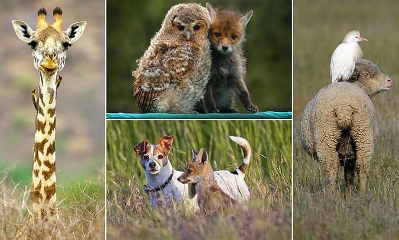 Удивительные друзья среди животных
