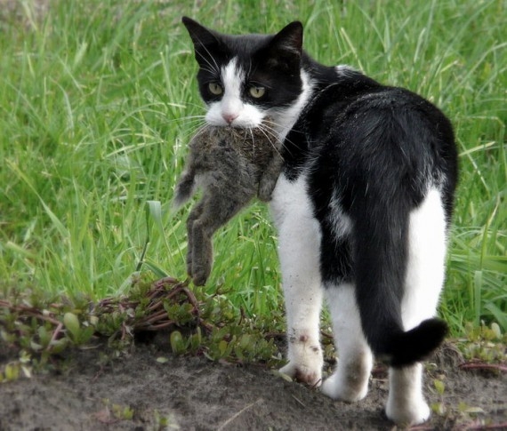 Боевые коты