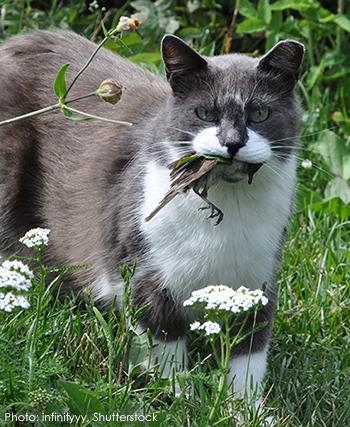 Боевые коты