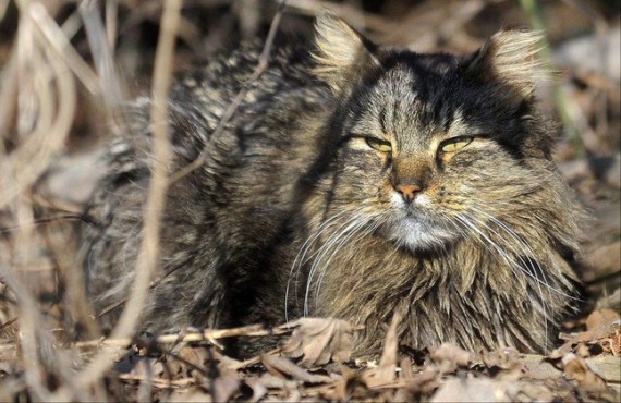 Боевые коты