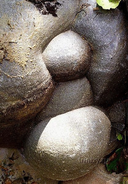 Живые камни - трованты