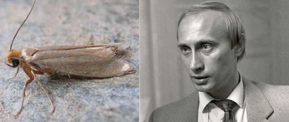 Триумф моли