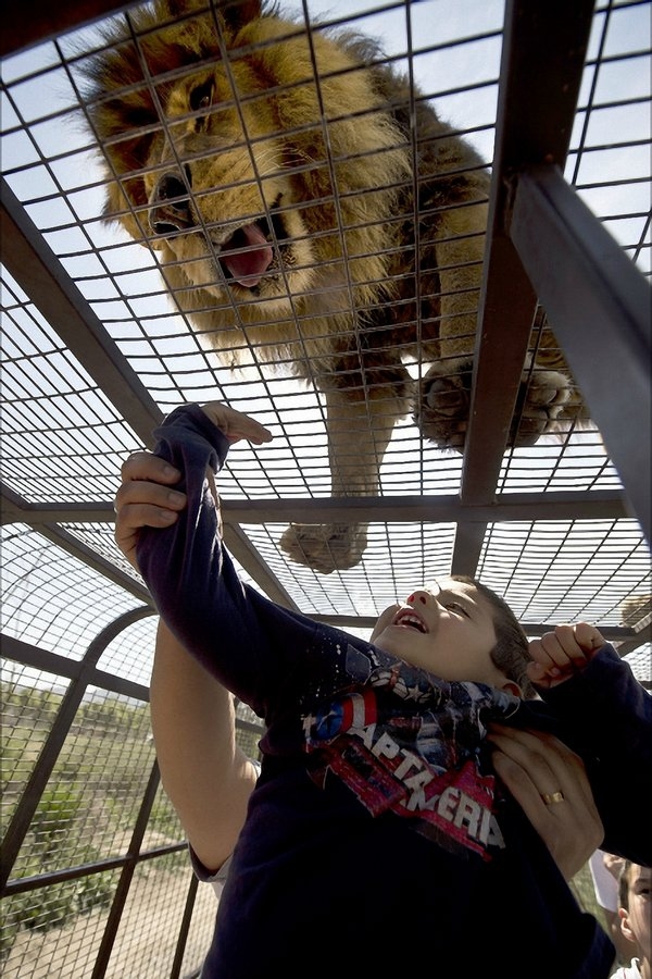 Зоопарк, в котором можно поздороваться со львом