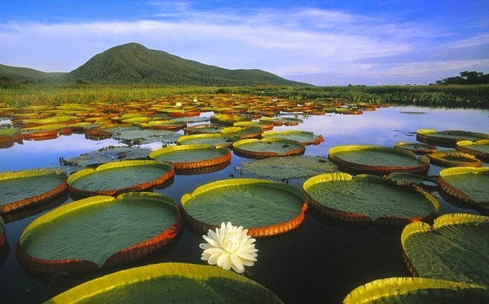 Пантанал – самые большие в мире пресные водно-болотные угодья