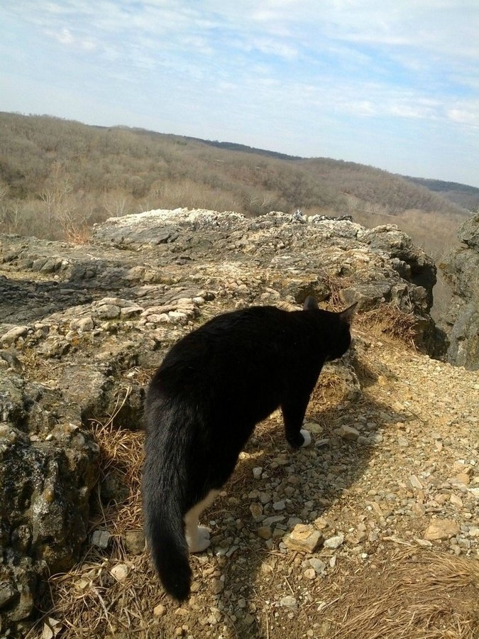 Кот-скалолаз, покажет тропу 