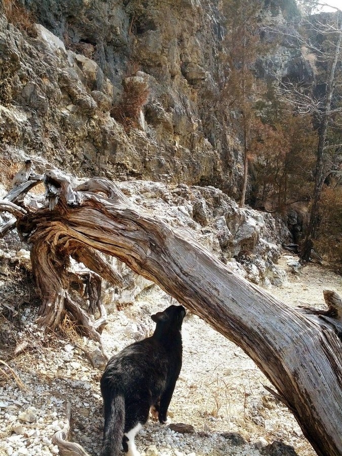 Кот-скалолаз, покажет тропу 