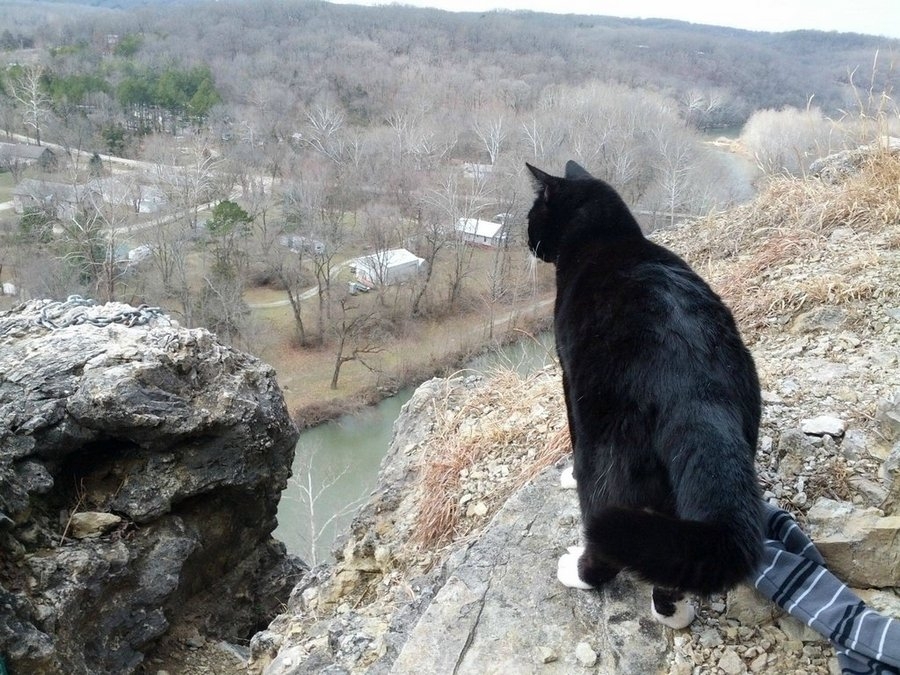 Кот-скалолаз, покажет тропу 