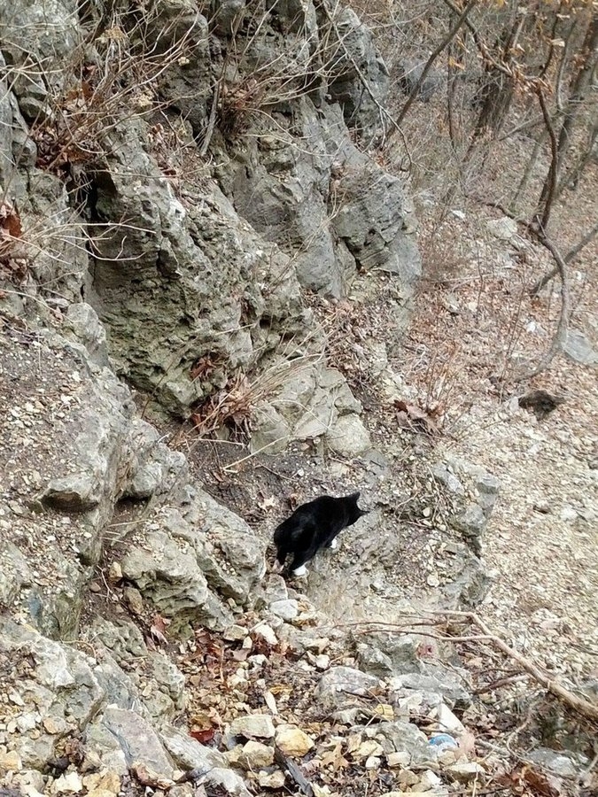 Кот-скалолаз, покажет тропу 