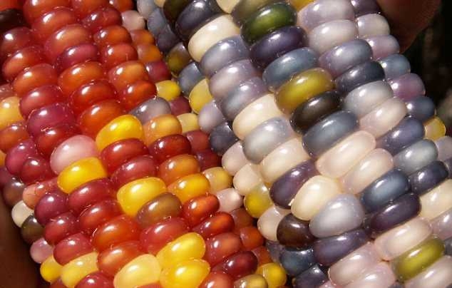 Индейские фермеры вырастили разноцветную кукурузу