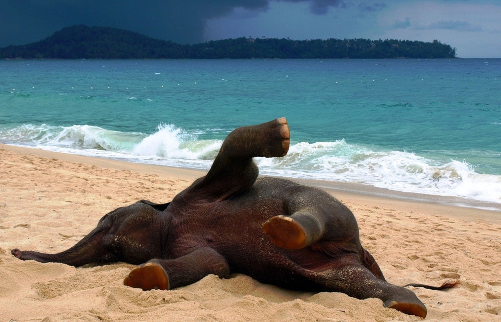 Слоненок на пляже в Пхукете