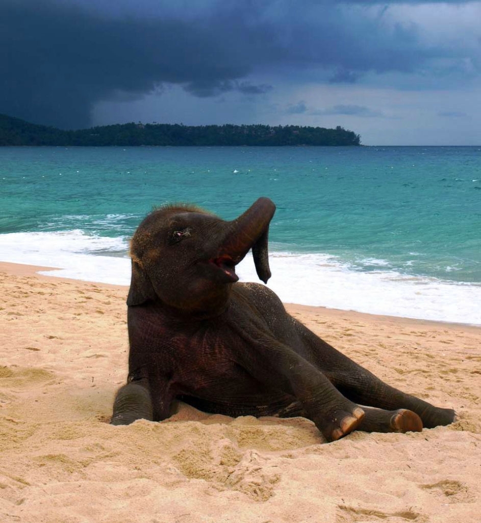 Слоненок на пляже в Пхукете