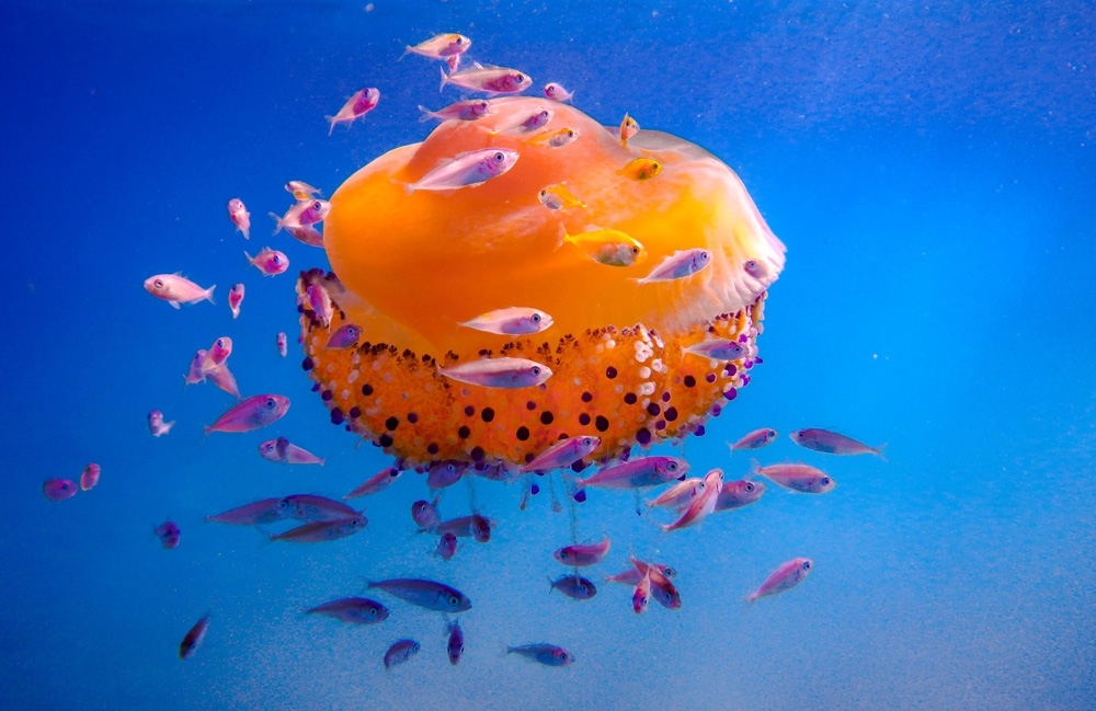 Медуза с сопровождением