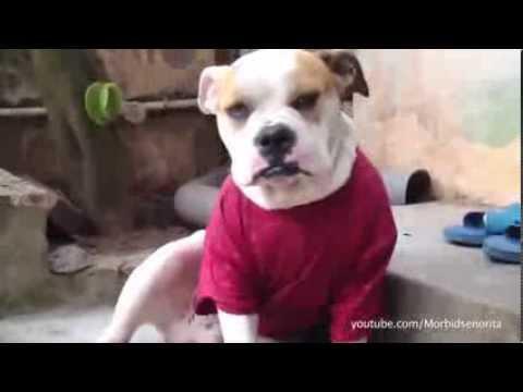 Cats And Dogs In Desperate Need Of Naps: The Supercut 2013 Compilation 