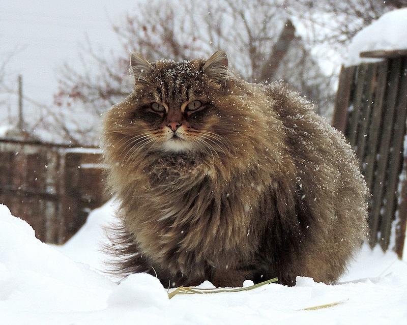 Животные с ошеломительной шерстью!