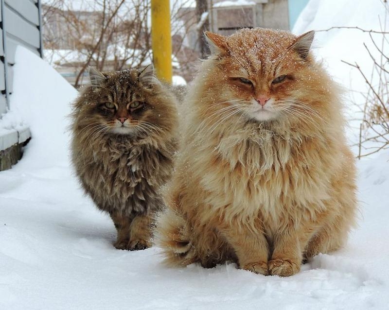 Животные с ошеломительной шерстью!