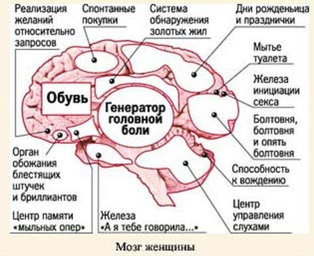 Мозг женщины работает по другому?