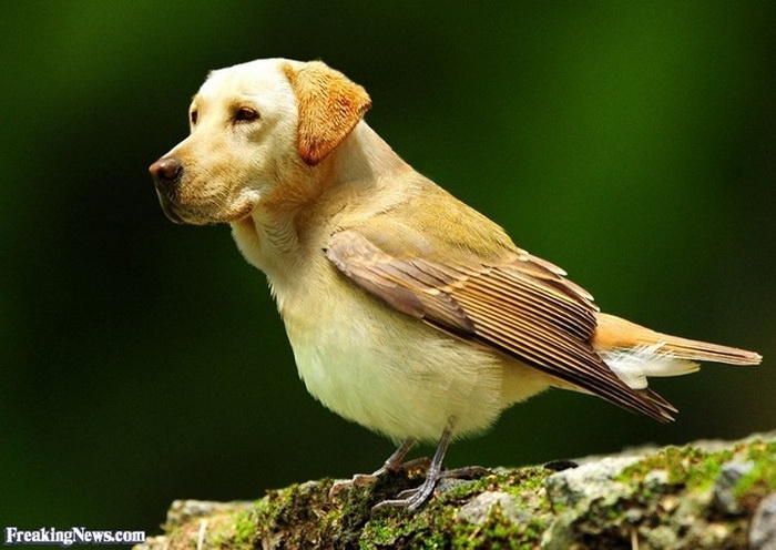 Птицебака - гибрид птицы и собаки 