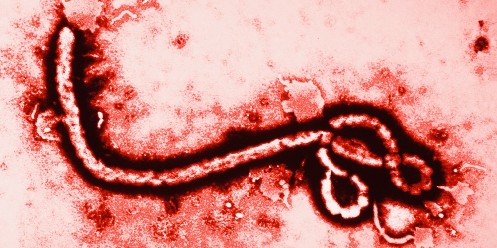 Эбола. Повод для паники?