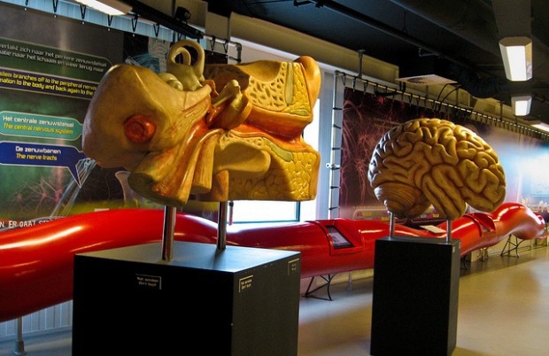Музей человеческого тела  Corpus