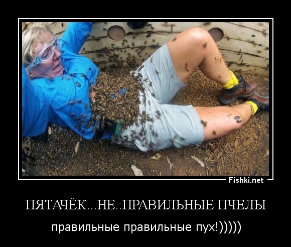 Пятачёк...не..правильные пчелы