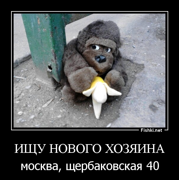 Ищу нового хозяина