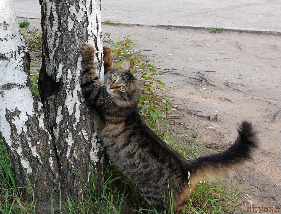 Почему кошка дерет дерево или мебель