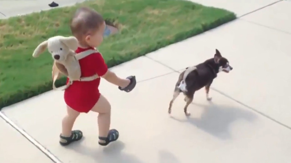 Малыши выгуливают собак