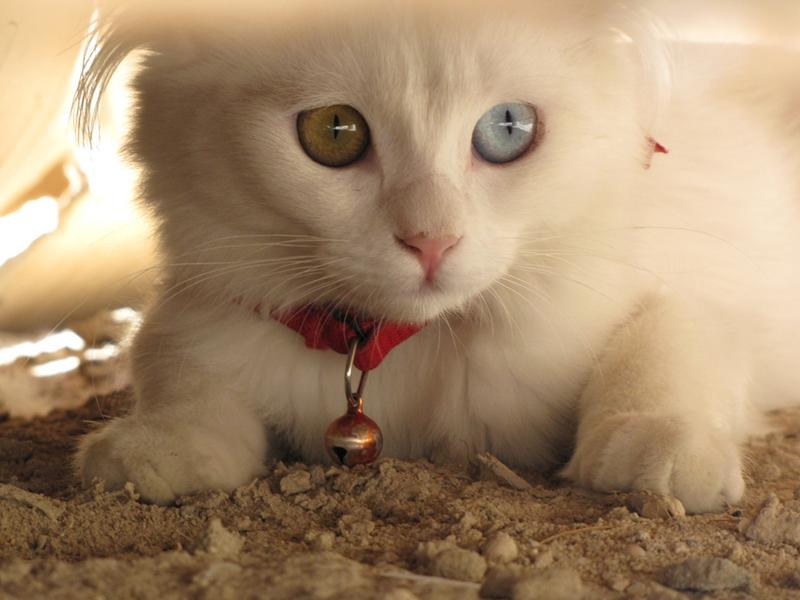 20 животных, у которых глаза разного цвета 