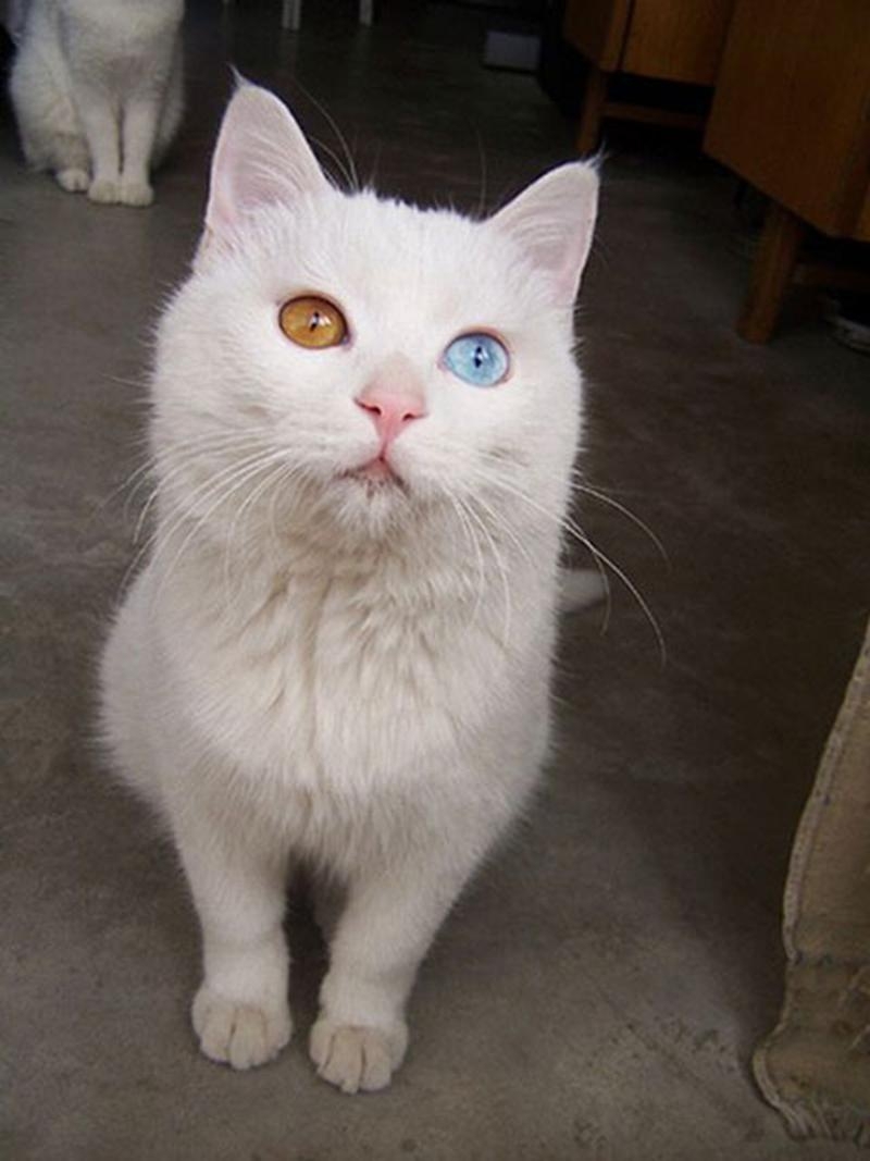 20 животных, у которых глаза разного цвета 