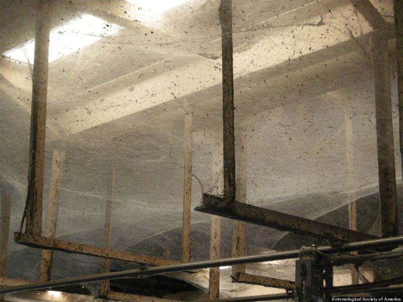 Колония из сотни миллионов пауков внутри очистных сооружений
