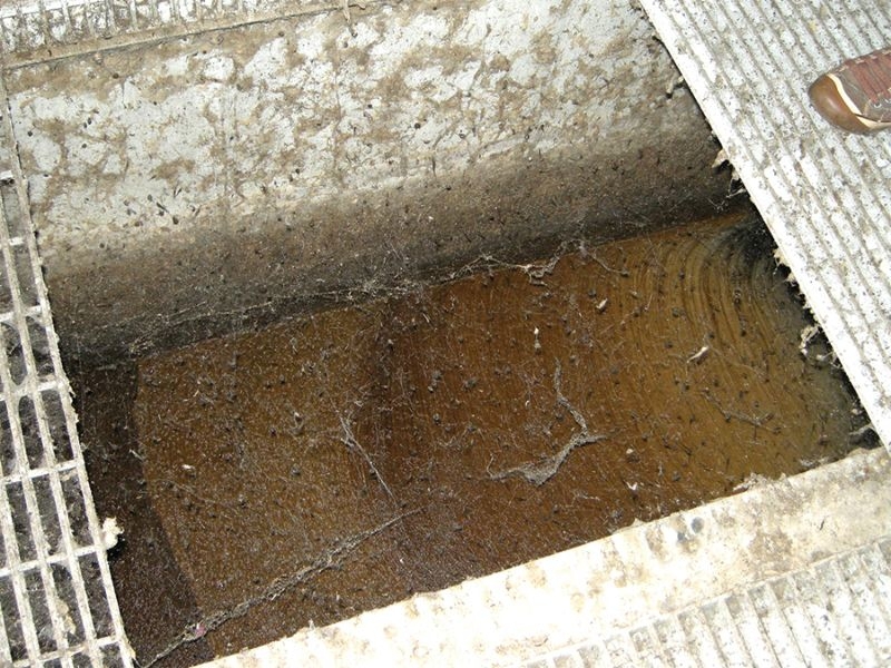 Колония из сотни миллионов пауков внутри очистных сооружений