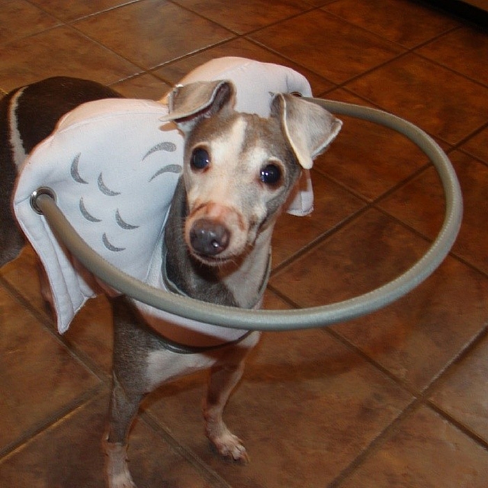"Ангельская" защита для слепых собак