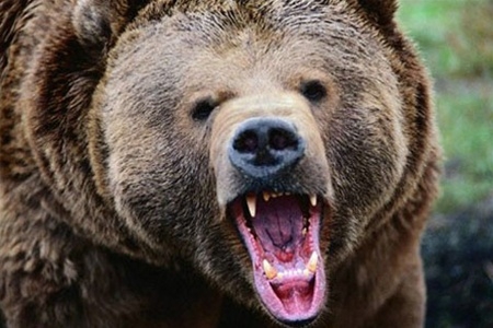 Якут vs медведь