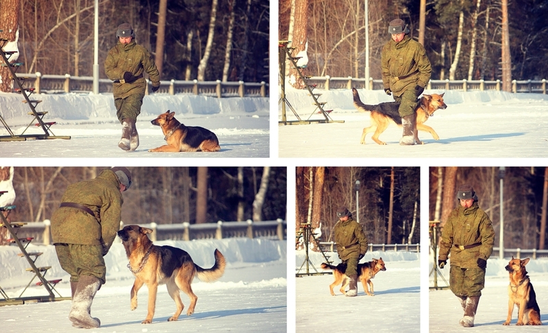 Как собаки служат в армии