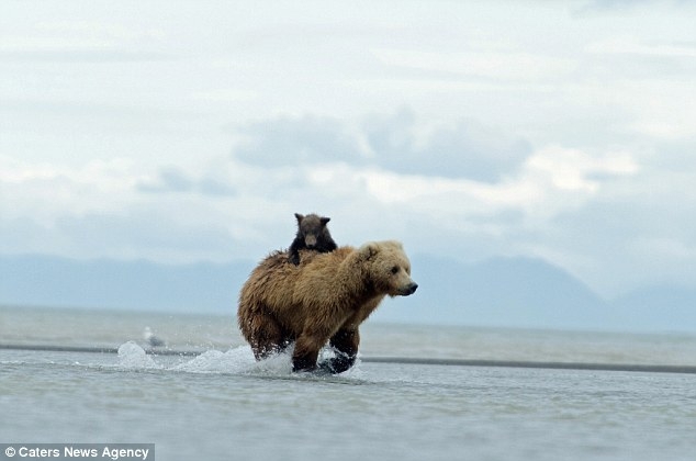 Медвежонок верхом на медведеце