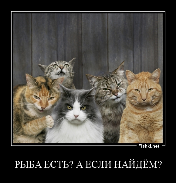 Рыба есть? А если найдём?