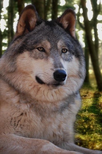 Волкособы – это уникальный вид волко-собачьих гибридов