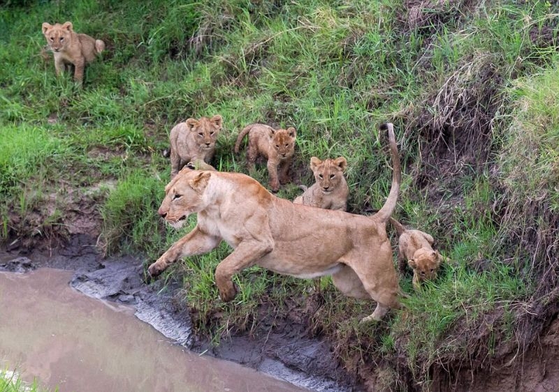 Мама учит непутевых львят перепрыгивать через ручей