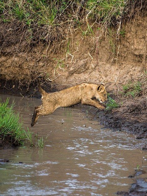 Мама учит непутевых львят перепрыгивать через ручей