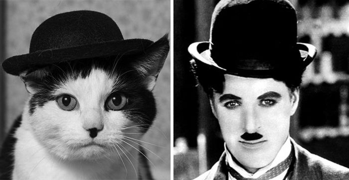 Забавные коты и кошки, которые выглядят как знаменитости 