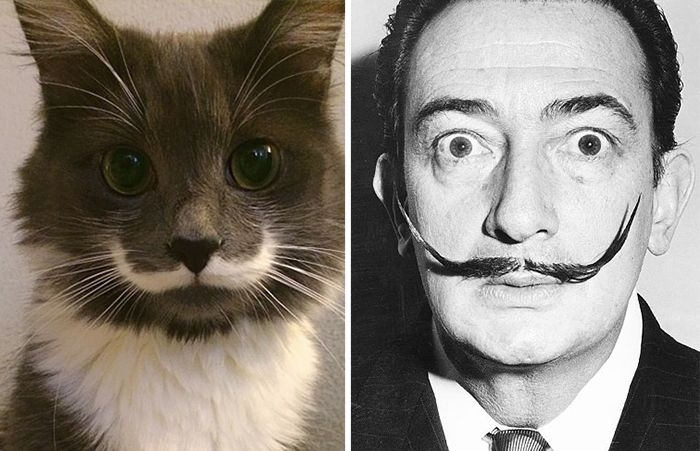 Забавные коты и кошки, которые выглядят как знаменитости 